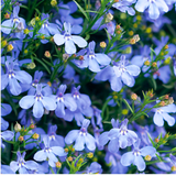 Set of 3 or 6 Large Plants - Lobelia Sweet Springs Blue, Ready to Plant in Your Garden
