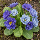 Set of 3 or 6 Primrose Chameleon Blue Hardy Perennial Plants, Colour Changing Spring Flowers, Outdoor Garden Ready, 1 Litre Root-Ball