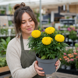1 Large Plant - Marigold Durango Yellow, Ready to Plant in Your Garden, 2L Pot