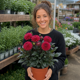 1 Large Plant - Dahlia Maggiore Deep Rose, Ready to Plant in Your Garden, 3L Pot