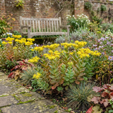 Set of 3 or 6 Sedum Oracle Hardy Perennial Stonecrop Plants, Low Maintenance, Bee Friendly, Drought Tolerant Ground Cover, Outdoor Garden Ready, 11cm Root-Ball