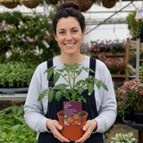 1 Alicante Tomato Plant, Live Outdoor Garden Ready, Grow Your Own Tomatoes, 2 Litre Root Ball