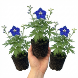 Set of 3 or 6 Delphinium Pacific Giants Blue Bird Hardy Perennial Plants, Tall Cottage Garden Flowers, Outdoor Garden Ready, 1 Litre Root-Ball