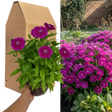 1 Large Plant - Dianthus Dart Purple, Ready to Plant in Your Garden, 2L Pot