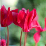 Cyclamen Silver Leaf Salmon 10.5cm