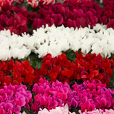 Cyclamen Flame Dark Red 10.5cm