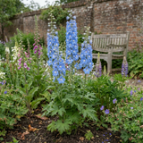 Set of 3 or 6 Delphinium Pacific Giants Blue Bird Hardy Perennial Plants, Tall Cottage Garden Flowers, Outdoor Garden Ready, 1 Litre Root-Ball