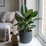 1 Ficus Robusta Rubber Plant, Air Purifying Low Maintenance Houseplant, 17cm Root-Ball