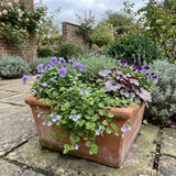 Set of 3 or 6 Veronica Repens Creeping Speedwell Plants, Hardy Flowering Perennial Ground Cover, Outdoor Garden Ready, 1 Litre / 11cm Root-Ball