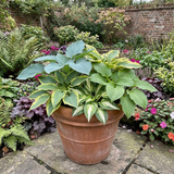 Set of 3 or 6 Large Hosta Growers' Mix Plants, Outdoor Garden Ready Hardy Shade Perennials, 1 Litre Root Ball
