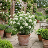 1 Choisya White Dazzler Plant, Fragrant Hardy Evergreen Garden Shrub, Mexican Orange Blossom, 3L Root Ball