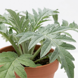 1 Green Globe Artichoke Live Plant, Hardy Perennial Vegetable, Outdoor Garden Ready, 2Ltr Root Ball