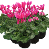 Cyclamen Bicolour Pink Flame