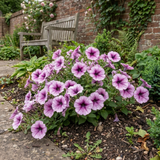 Set of 3 or 6 Large Plants - Petunia Express Pum Vein, Outdoor Garden Ready