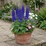 Set of 3 or 6 Delphinium Dark Blue White Bee Hardy Perennial Plants, Tall Cottage Garden Flowers, Outdoor Garden Ready, 1 Litre Root-Ball