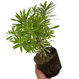 Euphorbia Ascot Rainbow