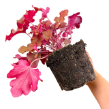 Heuchera Boysenberry