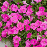 Set of 3 or 6 Large Plants - Petunia Easy Wave Pink, Outdoor Garden Ready
