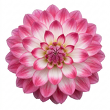 1 Large Plant - Dahlia Maggiore Fun Rose Bicolour, Ready to Plant in Your Garden