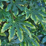 Fatsia Camouflage
