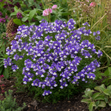 1 Large Plant - Nemesia Nuvo Blue Bicolour 180, Outdoor Garden Ready, 2L Pot