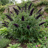 1 Buddleia Black Knight Plant, Purple Butterfly Bush, Hardy Outdoor Garden Shrub, 2L Root-Ball