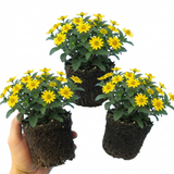 Set of 3 or 6 Large Plants - Sanvitalia Santiago Bright Yellow, Outdoor Garden Ready