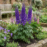 Set of 3 or 6 Delphinium Pacific Giants King Arthur Hardy Perennial Plants, Tall Cottage Garden Flowers, Outdoor Garden Ready, 1 Litre Root-Ball