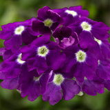 Set of 3 or 6 Large Plants - Verbena Lanai Up True Blue, Ready to Plant in Your Garden