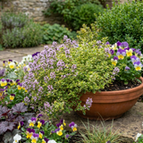 Set of 3 or 6 Thymus citriodorus ‘Doone Valley’ Thyme Herb Plants, Hardy Perennial Culinary Herb, Outdoor Garden Ready, 1 Litre Root-Ball