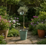3L Olive Tree Plant, 80-100cm, Mediterranean Nursery Pots