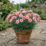 1 Dianthus Shirley Temple Plant, Fragrant Summer Flowering Hardy Perennial, 5L Root-Ball