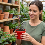 Set of 3 or 6 Large Chilli Pepper Plants - Zimbabwe Black, Ready to Plant in Your Garden