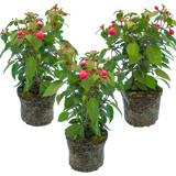Set of 3 or 6 Large Plants - Fuchsia Diva Rose & Violet, Ready to Plant in Your Garden