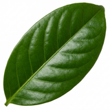 1 Aucuba Japonica Rozannie Plant, Hardy Evergreen Shrub, Outdoor Garden Ready, 3 Litre Root Ball