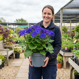 1 Senetti Kobalt Blue Flowering Plant, Large Summer Bedding, Outdoor Garden Ready, 6.5L Root-Ball