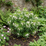 1 Choisya Greenfingers Shrub, Hardy Evergreen Mexican Orange Blossom Plant, 19cm 3L Root-Ball