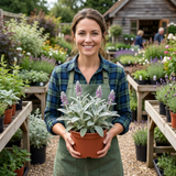 Set of 3 or 6 Stachys Byzantina ‘Lamb’s Ear’ Hardy Evergreen Perennial Plants, Low Maintenance, Border Garden Ready, 1 Litre Root-Ball