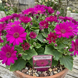 1 Large Bedding Plant - Senetti Magenta, Outdoor Garden Ready, 2L Pot