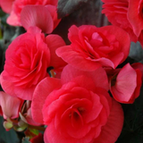 1 Begonia Solenia Dark Pink Flowering Plant, Summer Garden Ready, 17cm Root Ball