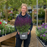 1 Large Plant - Salvia Sangoons Plum Crazy, Ready to Plant in Your Garden, 5L