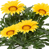 Set of 3 or 6 Large Plants - Gazania Kiss Yellow Improved, Ready to Plant in Your Garden