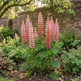 1 Lupin Legendary Rose Shades Plant, Hardy Perennial, Garden Ready, 3 Litre Root Ball