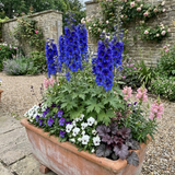 Set of 3 or 6 Delphinium Dark Blue Black Bee Tall Hardy Perennial Plants, Summer Flowering Border Plants, Outdoor Garden Ready, 1 Litre Root-Ball