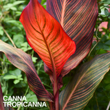 Verdant Living Canna Tropicanna Live Plant in 3L Pot. Tropical Canna Lily with Multicoloured Foliage & Summer Flowers. Well Established Plant. Suitable for Patios, Borders, Containers & Garden Beds