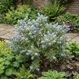 1 Ceanothus Cool Blue Plant, Hardy Blue Flowering Evergreen Shrub, California Lilac, 3 Litre Root Ball