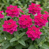 Set of 3 or 6 Verbena Trailing Magelana Hot Rose Plants, Summer Bedding Garden Ready, 10.5cm Root-Ball
