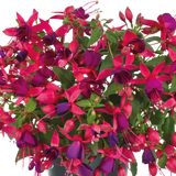 Set of 3 or 6 Large Plants - Fuchsia Diva Rose & Violet, Ready to Plant in Your Garden