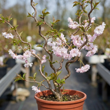1 Prunus Kojo No Mai Flowering Hedging Plant, Low Maintenance Garden Ready, 3 Litre Root Ball