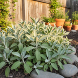 Set of 3 or 6 Large Herb Plants - Sage Grower’s Mix, Ready to Plant in Your Garden, 1L